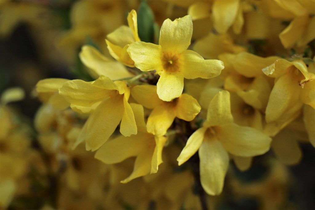 Un favori personnel : la plante Forsythia