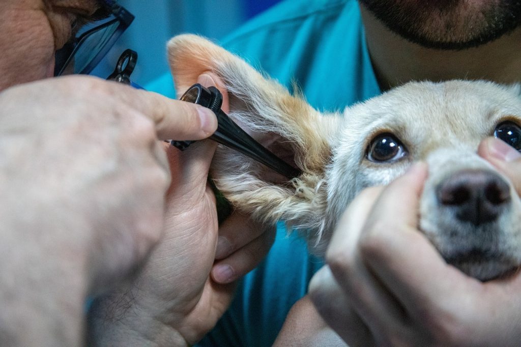 Vétérinaire canin : fiche métier